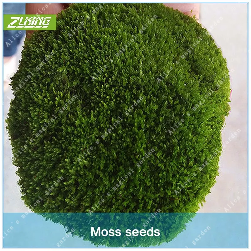 ZLKING 300Pcs Irish Green Moss Bonsai Easy Grow High Germination Rate For DIY Home Garden Decoration Purify the Air Plant
ZLKING 300Pcs Irish Green Moss Bonsai Easy Grow High Germination Rate For DIY Home Garden Decoration Purify the Air Plant