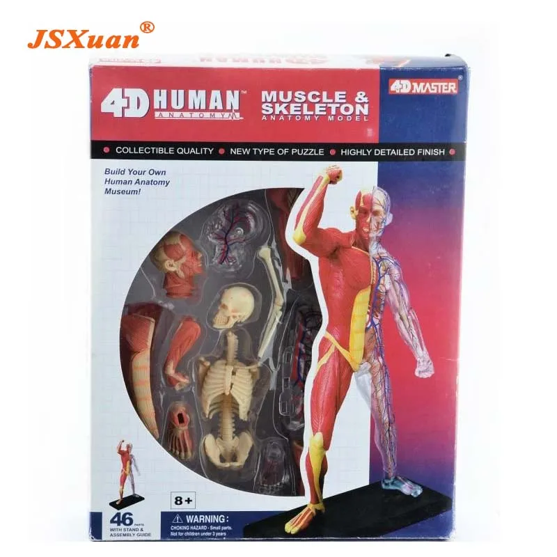 JSXuan 4D Human body tissue model - muscle and nerve skeleton assembly biological teaching equipment
JSXuan 4D Human body tissue model - muscle and nerve skeleton assembly biological teaching equipment