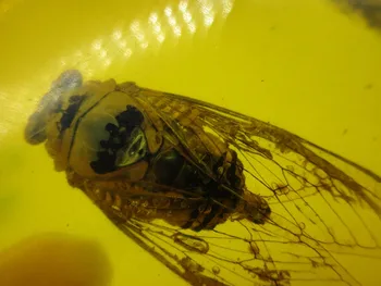 Raw Rough Copal Amber Fossil with Insects Cicadas Samples Stones Crystal Specimens Imitations Healing
Raw Rough Copal Amber Fossil with Insects Cicadas Samples Stones Crystal Specimens Imitations Healing