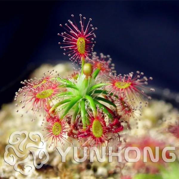 Drosera Peltata Bonsai Balcony Potted Plant Scorpion Mini Sundew Bonsai Garden Carnivorous Plants 100 Pieces / Lot
Drosera Peltata Bonsai Balcony Potted Plant Scorpion Mini Sundew Bonsai Garden Carnivorous Plants 100 Pieces / Lot