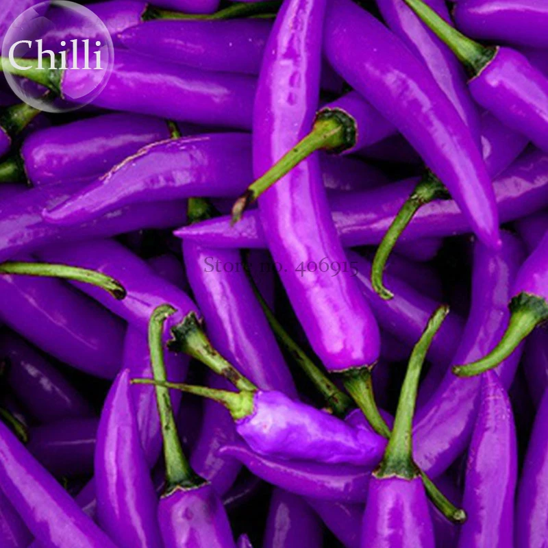 Hot Purple Chilli Pepper Cayenne Seeds. 20 Seeds, organic home garden vegetables E3556