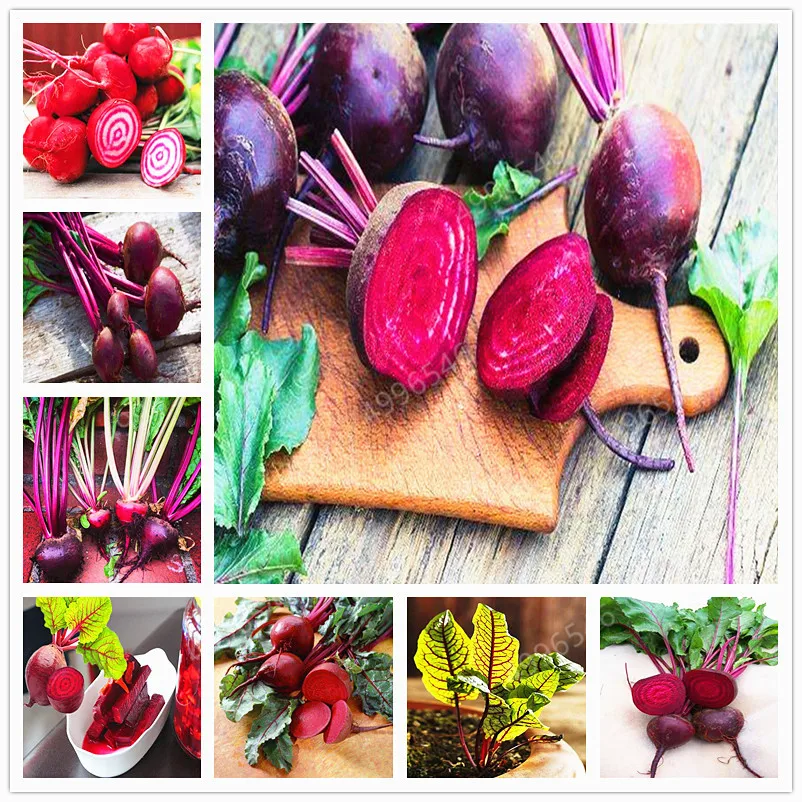 200 Pcs Beet Bonsai Beetroot Vegetable Bonsai Ruby Queen Heirloom Organic Bonsai Plant Home Garden Flower Garden Plant
200 Pcs Beet Bonsai Beetroot Vegetable Bonsai Ruby Queen Heirloom Organic Bonsai Plant Home Garden Flower Garden Plant
