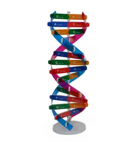 Human Gene DNA Model Double Helix Structure DNA Models Biological Science Experimental Equipment 3D Jigsaw Puzzle DNA Kits
Human Gene DNA Model Double Helix Structure DNA Models Biological Science Experimental Equipment 3D Jigsaw Puzzle DNA Kits