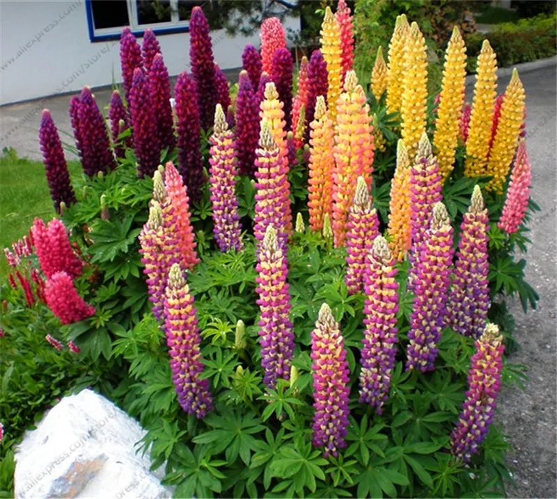 Lupinus polyphyllus_86_