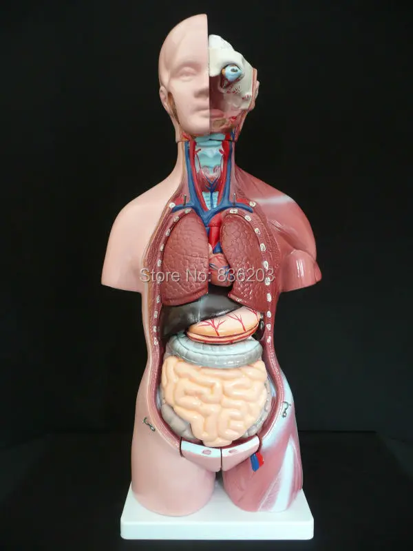 Human 45cm Unisex Torso Anatomical Model in trauma anatomy skeleton dental anatomical shadow medical training manikins for sale
Human 45cm Unisex Torso Anatomical Model in trauma anatomy skeleton dental anatomical shadow medical training manikins for sale