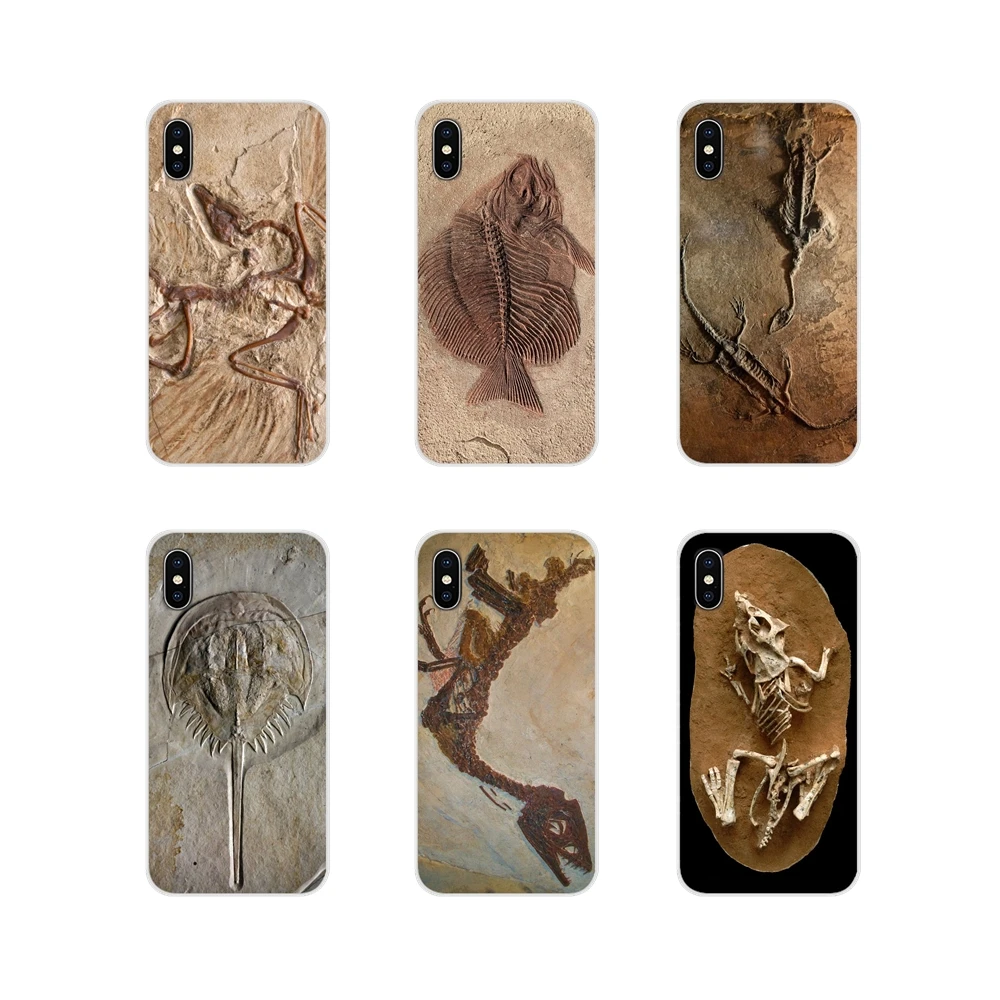 Biological Fossils Plant Dinosaur Fish Accessories Phone Cases Covers For Samsung Galaxy A3 A5 A7 J1 J2 J3 J5 J7 2015 2016 2017
Biological Fossils Plant Dinosaur Fish Accessories Phone Cases Covers For Samsung Galaxy A3 A5 A7 J1 J2 J3 J5 J7 2015 2016 2017