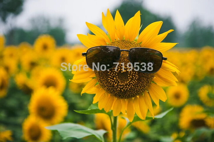 Skyscraper "12 feet tall" Sunflower bonsai ,Easy to grow home garden free shipping 10pcs
Skyscraper "12 feet tall" Sunflower bonsai ,Easy to grow home garden free shipping 10pcs