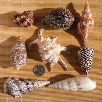 Concha shells high-grade suit sea muszelki gifts fish tank decoration bolsa concha gifts
Concha shells high-grade suit sea muszelki gifts fish tank decoration bolsa concha gifts
