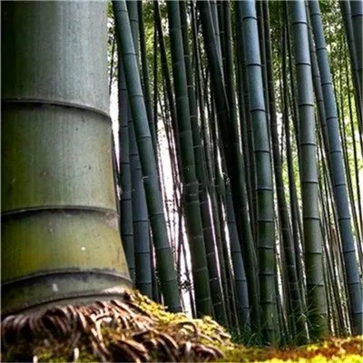 40pcs Gaint bamboo moso bonsai tree Phyllostachys bamboo pubescens plantas Ornamental plants for home garden decoration plant
40pcs Gaint bamboo moso bonsai tree Phyllostachys bamboo pubescens plantas Ornamental plants for home garden decoration plant