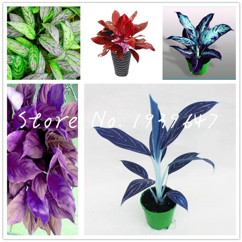 100 Pcs/Bag Bonsai Aglaonema Planta Perennial Evergreen Trees Flower bonsai Houseplant Home Garden Anti-radiation Potted plants
100 Pcs/Bag Bonsai Aglaonema Planta Perennial Evergreen Trees Flower bonsai Houseplant Home Garden Anti-radiation Potted plants