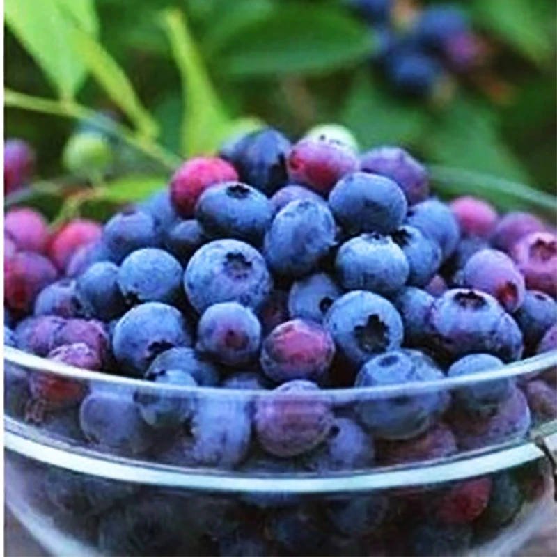 ZLKING 200pcs Delicious Black Blue Blueberry Blueberry Tree Fruit Bonsai Tree Anti-cancer Bonsai Vaccinium
ZLKING 200pcs Delicious Black Blue Blueberry Blueberry Tree Fruit Bonsai Tree Anti-cancer Bonsai Vaccinium