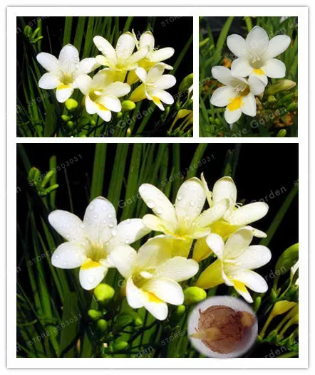 2 Bulbs White Freesia Bulbs Indoor Potted Flowers Orchids, Freesia Rhizome Survival Rate is High
2 Bulbs White Freesia Bulbs Indoor Potted Flowers Orchids, Freesia Rhizome Survival Rate is High