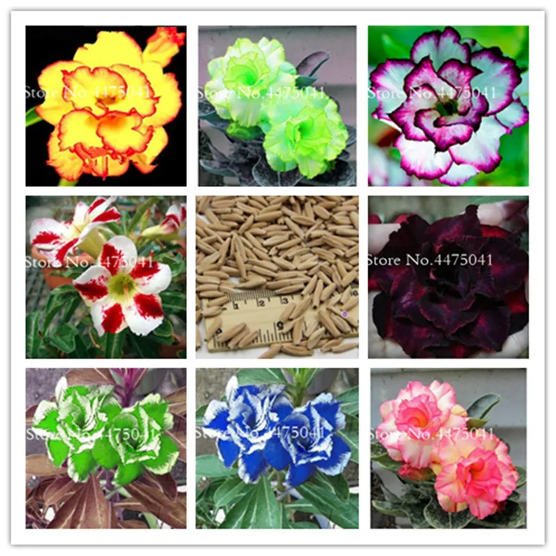 Free Shipping 5 Pcs Desert Rose Bonsai Flower, Garden Home Pot Balcony Adenium Obesum Bonsai Flowerpots Plant (Mixed Color)
Free Shipping 5 Pcs Desert Rose Bonsai Flower, Garden Home Pot Balcony Adenium Obesum Bonsai Flowerpots Plant (Mixed Color)