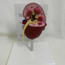 Medicine Veterinary Kidney Anatomical-Model Teaching-Aids Instruction And English Manual