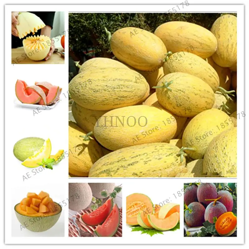 50Pcs Bonsai Fruit Cantaloupe Melon Superior Sweet Honey Melon Dew Green Flesh fruit Delicious Muskmelon For Garden
50Pcs Bonsai Fruit Cantaloupe Melon Superior Sweet Honey Melon Dew Green Flesh fruit Delicious Muskmelon For Garden