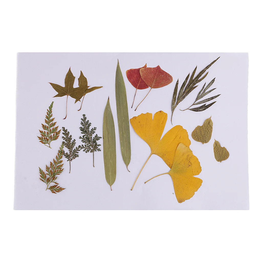 16 Pieces Natural Real Dried Flowers Leaves for Art Craft DIY Candle Ornament Resin Ornament Jewelry Making