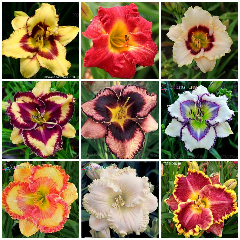 Beautiful Large Bonsai Lilium Flower 200 Pcs Colorful Lily Bonsai Not Lily Bulbs Rare Plants Potted Home Gardening DIY Flower
Beautiful Large Bonsai Lilium Flower 200 Pcs Colorful Lily Bonsai Not Lily Bulbs Rare Plants Potted Home Gardening DIY Flower