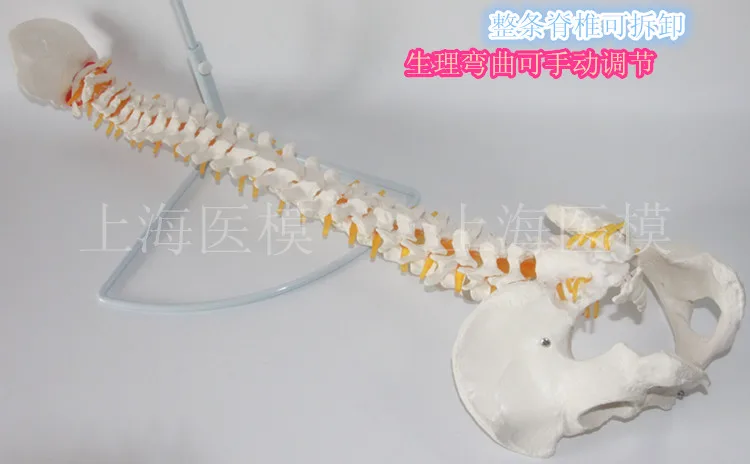 //img.alicdn.com/imgextra/i4/466366108/TB2prVzcVXXXXXJXXXXXXXXXXXX_!!466366108.jpg
