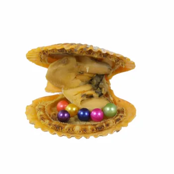 30Pcs Scallop Oyster With 6-8MM Akoya Round Pearl Inside Wholesale Rainbow Colored AAA Pearl Oysters Mix 25 Colors PJW322
30Pcs Scallop Oyster With 6-8MM Akoya Round Pearl Inside Wholesale Rainbow Colored AAA Pearl Oysters Mix 25 Colors PJW322