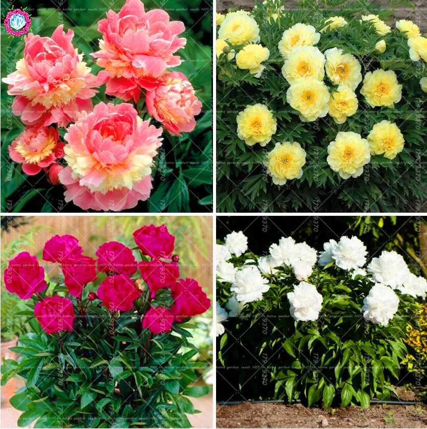 10cs bonsai 'Walter Mains' Tree Peony ,Rare beautiful Garden Flower Mix Color Paeonia Suffruticosa-Land Miracle DIY yard
10cs bonsai 'Walter Mains' Tree Peony ,Rare beautiful Garden Flower Mix Color Paeonia Suffruticosa-Land Miracle DIY yard
