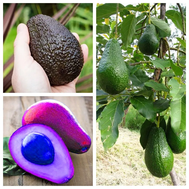 5 Pcs Mixed Avocado Bonsai Delicious Fruit Tree Easy Grow Home Garden Sweet Organic Fruta Vegetable Pot Courtyard Plants
5 Pcs Mixed Avocado Bonsai Delicious Fruit Tree Easy Grow Home Garden Sweet Organic Fruta Vegetable Pot Courtyard Plants