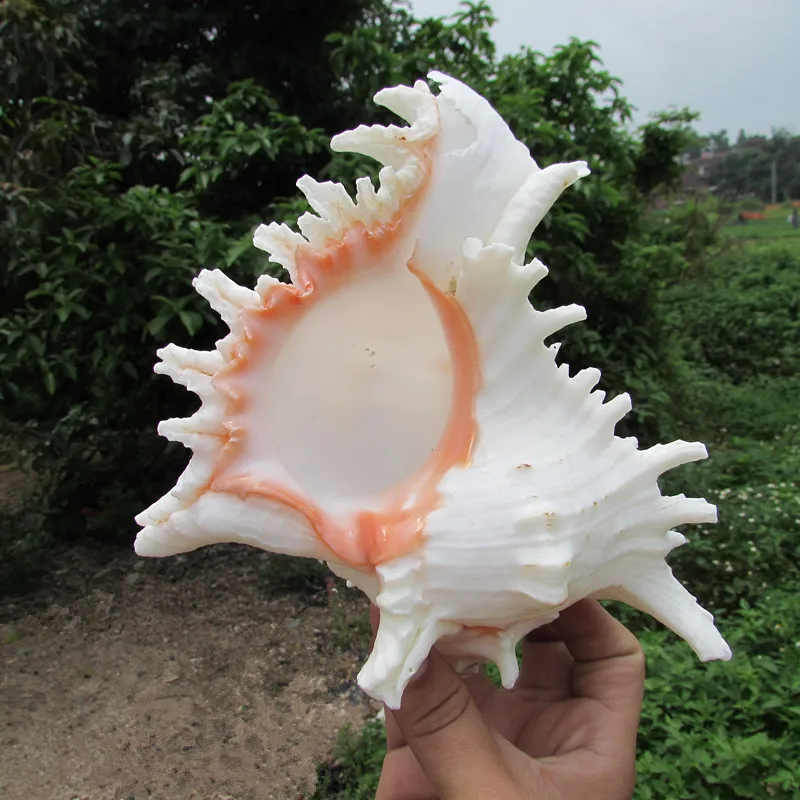TPRPLH Natural Conch Shells Shoot Props Wedding/Party/Home Decoration Aquarium Snails Senju Daisy Lo 10-14cm Big Senju Lo NL765
TPRPLH Natural Conch Shells Shoot Props Wedding/Party/Home Decoration Aquarium Snails Senju Daisy Lo 10-14cm Big Senju Lo NL765