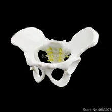 Pelvis Sculpture-Head Skeleton Body-Model Anatomy Skull Female Throat 13x9x9cm