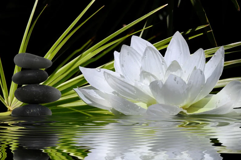 A2161 Diamond Embroidery Home Decor Cross Stitch White Lotus 100% Resin Tool dril Painting Cross Stitch Mosaic Needlework
A2161 Diamond Embroidery Home Decor Cross Stitch White Lotus 100% Resin Tool dril Painting Cross Stitch Mosaic Needlework