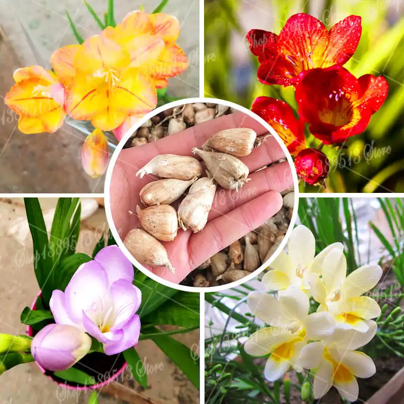 2Pcs Common Freesia plant bulbs garden flowers freesia orchid plant bulbs easy to grow family garden decoration bonsai planting
2Pcs Common Freesia plant bulbs garden flowers freesia orchid plant bulbs easy to grow family garden decoration bonsai planting
