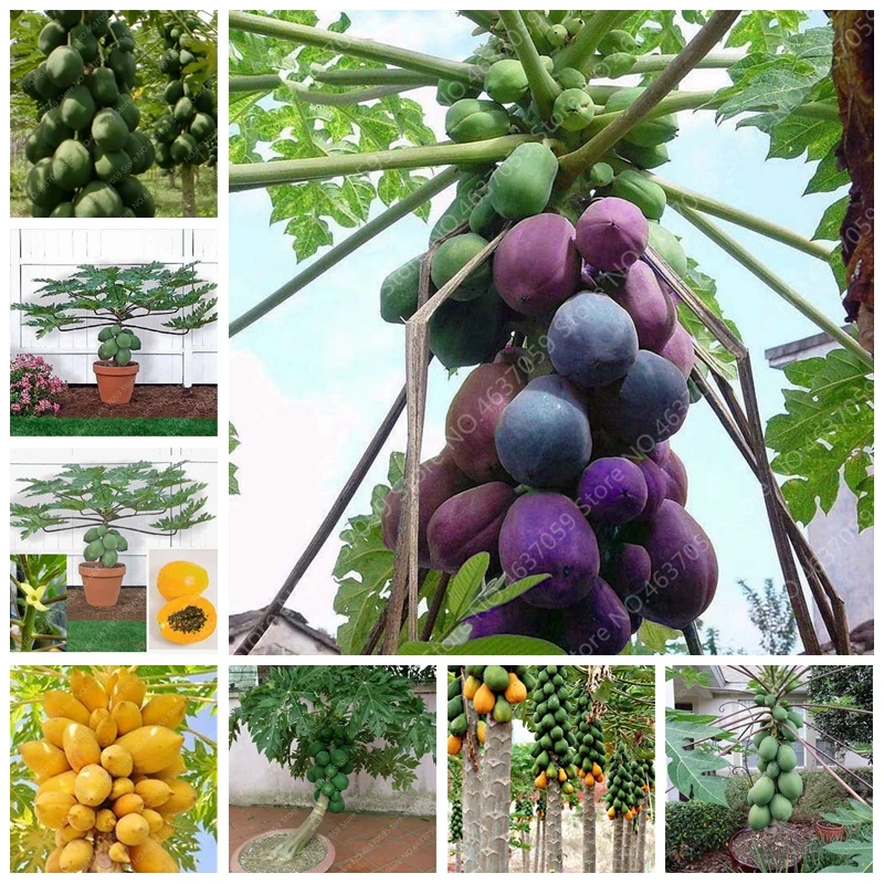 Sales! 30 pcs/ bag Fruit Bonsai Plant Yellow Gold Papaya Tree Juicy Fruit Potted Unique Rare Home Garden Plant Easy to Grow
Sales! 30 pcs/ bag Fruit Bonsai Plant Yellow Gold Papaya Tree Juicy Fruit Potted Unique Rare Home Garden Plant Easy to Grow