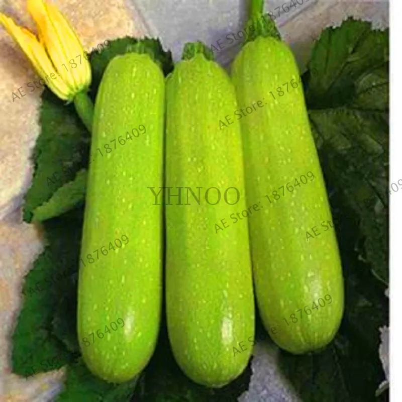 Loss Promotion!10 Heirloom Vegetables Garden Black Beauty Zucchini bonsai High Edible and medicinal values Vegetables DIY Cookin
Loss Promotion!10 Heirloom Vegetables Garden Black Beauty Zucchini bonsai High Edible and medicinal values Vegetables DIY Cookin