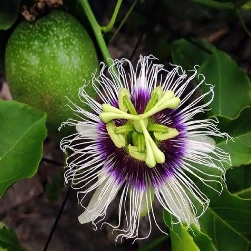 Маракуйя Фрукт Фото Растения – Telegraph