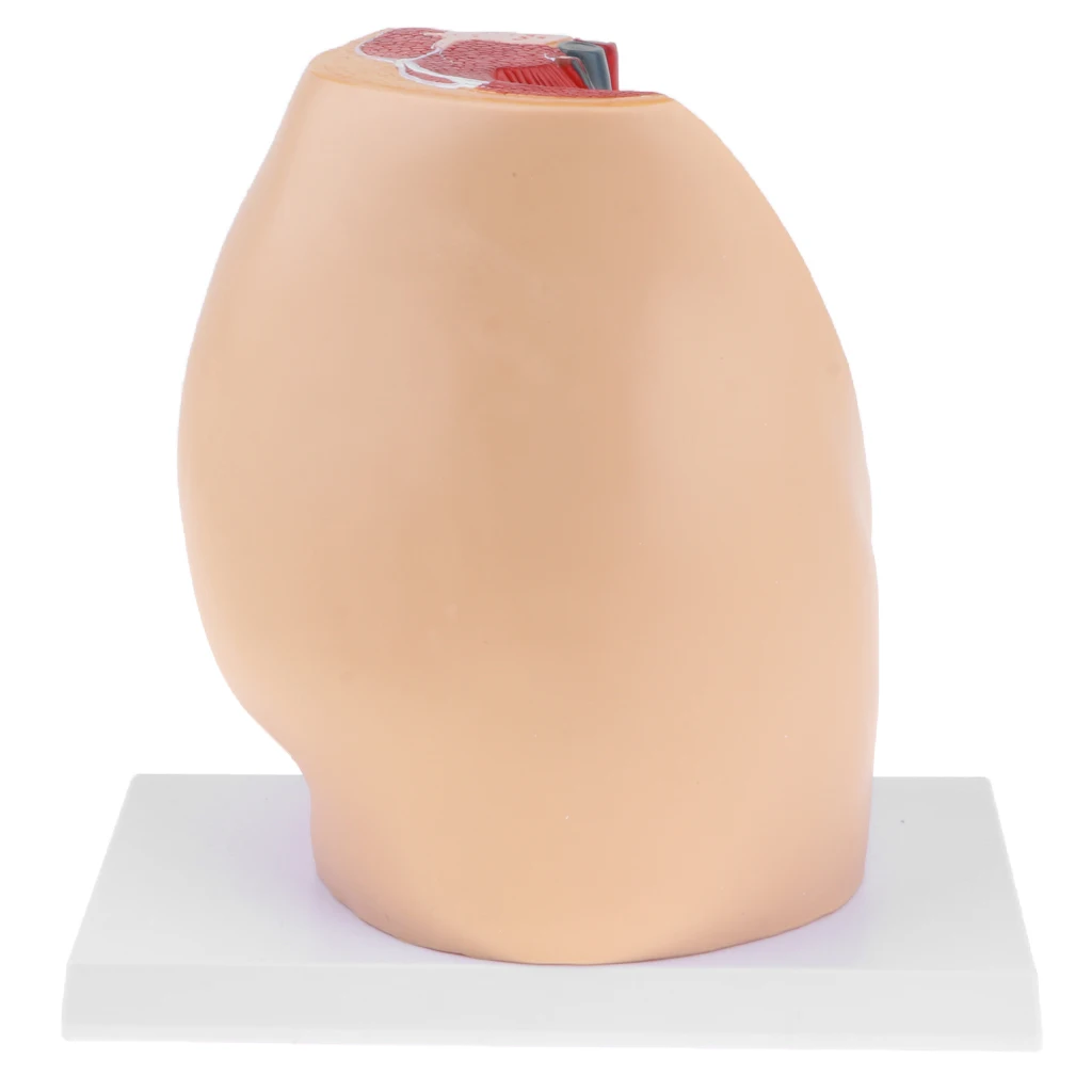 Median Sagittal Section 1:1 Human Female Pelvic & Abdominal Cavity Structure Model Pelvic Muscles Medical Study Lab Supplies