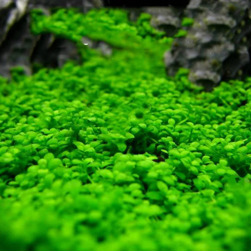 Wholesale New Green Grass Aquarium Plants Fish Tank Decoration Easy Grow Double Sided Landscape Ornamental Aquatic Plants Seeds
Wholesale New Green Grass Aquarium Plants Fish Tank Decoration Easy Grow Double Sided Landscape Ornamental Aquatic Plants Seeds