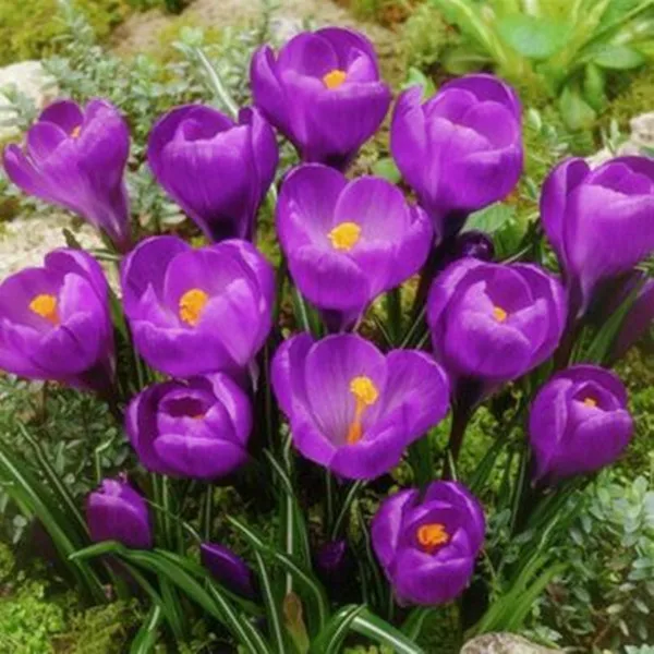 True Crocus Saffron plants Iran Saffron (Not Saffron Bulbs) Flower flores Happy Joy Flowers Bonsai Pot Plant Home Garden 20 pcs
True Crocus Saffron plants Iran Saffron (Not Saffron Bulbs) Flower flores Happy Joy Flowers Bonsai Pot Plant Home Garden 20 pcs