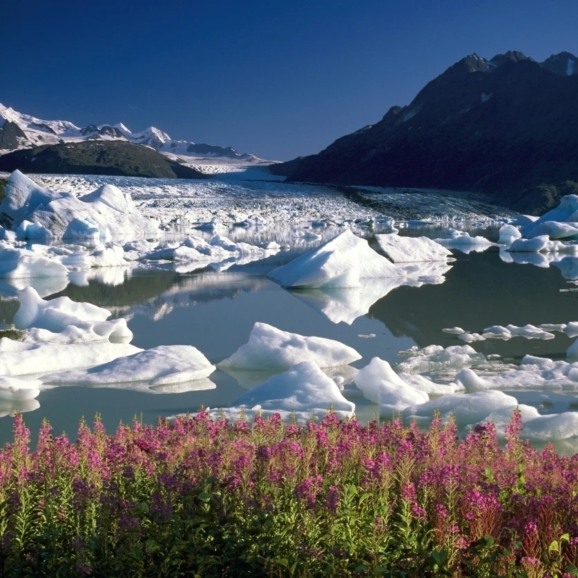 Composite View Of Colony Glacier W/ Fireweed. Southcentral Alaska. Composite Poster Print (15 x 12)