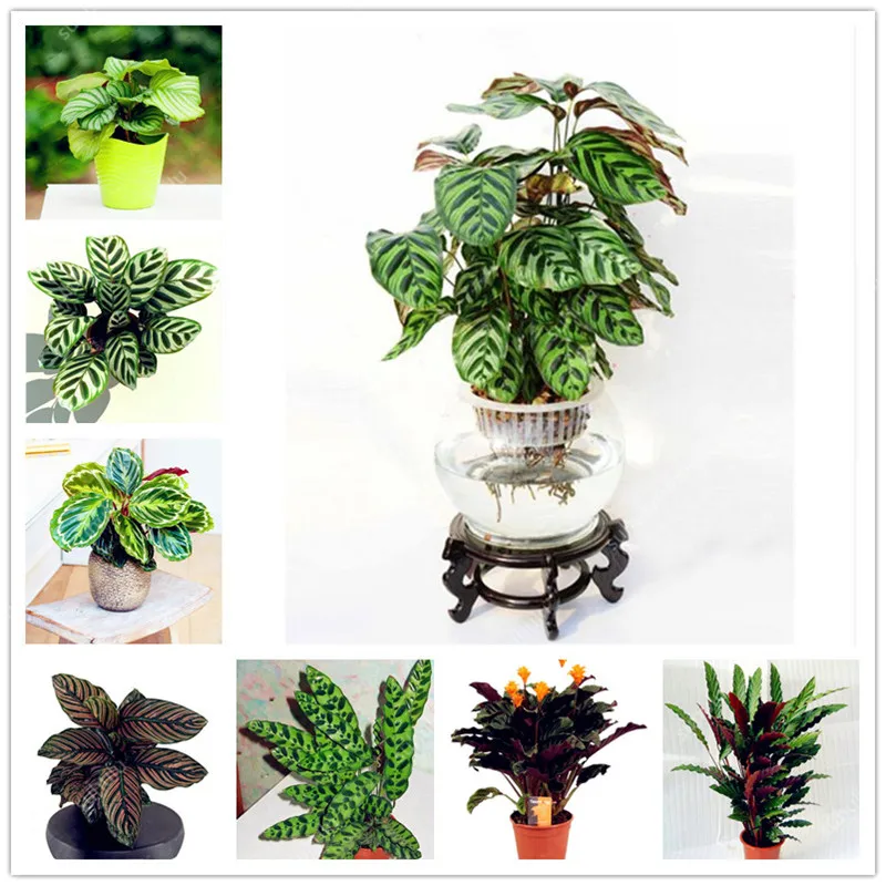 100 Pcs Rare Calathea Bonsai Air Freshening plants High Humidity, Easy to Grow, Office Desk Bonsai for Flower Pot Planters
100 Pcs Rare Calathea Bonsai Air Freshening plants High Humidity, Easy to Grow, Office Desk Bonsai for Flower Pot Planters