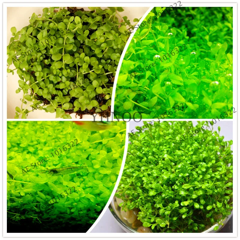 100 pcs/bag aquarium plants Bonsai Mini Dwarf Pearl Plants Aquarium Grass garden Fish Tank Ornamental
100 pcs/bag aquarium plants Bonsai Mini Dwarf Pearl Plants Aquarium Grass garden Fish Tank Ornamental