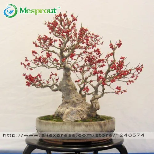Tree Bonsai 50PCS France Holly Bonsai, Japan Coral Floral Tree Bonsai, Tree Bonsai
Tree Bonsai 50PCS France Holly Bonsai, Japan Coral Floral Tree Bonsai, Tree Bonsai