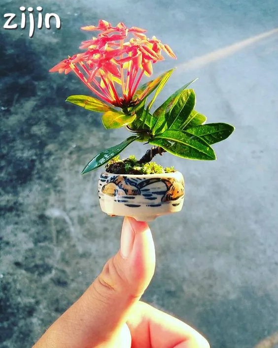 30pcs mini Jasmine bonsai Colorful and beautiful fingertips flower perennial indoor potted plants for home garden planting
30pcs mini Jasmine bonsai Colorful and beautiful fingertips flower perennial indoor potted plants for home garden planting