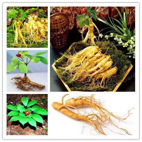 10Pcs /Bag Panax Ginseng Bonsai ,Traditional Chinese Medicine Potted Plant ,Medicinal Herb Bonsai,Planting Is Simple
10Pcs /Bag Panax Ginseng Bonsai ,Traditional Chinese Medicine Potted Plant ,Medicinal Herb Bonsai,Planting Is Simple