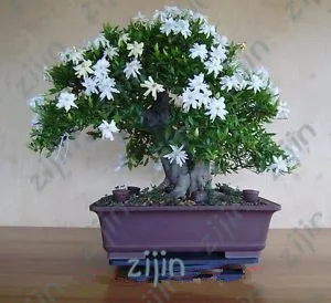 100pcs bonsai Gardenia (Cape Jasmine )-DIY Home Garden Potted plants, amazing smell & beautiful flowers for room
100pcs bonsai Gardenia (Cape Jasmine )-DIY Home Garden Potted plants, amazing smell & beautiful flowers for room