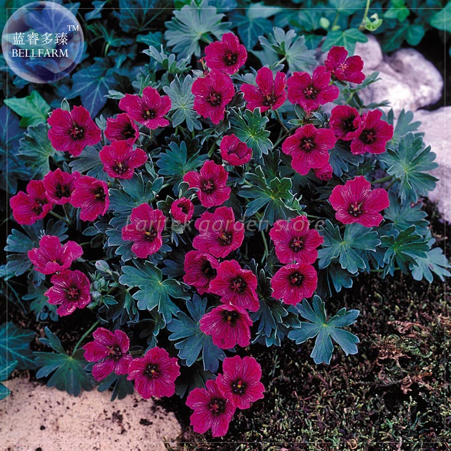 BELLFARM Geranium Macrorrhizum Dark Red Flower Seeds, Professional Pack, 10 Seeds, perennial bonsai plants E4217