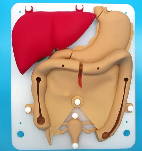 Laparoscopic training model,Silastic organic model,realistic hollow flexible organic model
Laparoscopic training model,Silastic organic model,realistic hollow flexible organic model