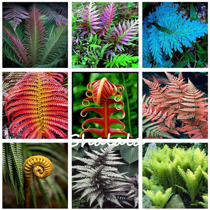 200 Mixed Color Fern Plants Chilean Fern Plantas Exterior Live Creepers Bonsai Herb Little Tree Edible Winter Decoration Garden
200 Mixed Color Fern Plants Chilean Fern Plantas Exterior Live Creepers Bonsai Herb Little Tree Edible Winter Decoration Garden