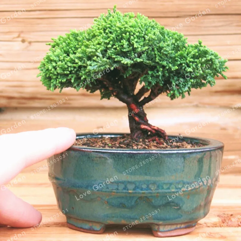 50 pcs Japanese Mini Black Pine Bonsai Ornamental Bonsai Pinus thunbergii Evergreen Bonsai Home Garden Potted plant
50 pcs Japanese Mini Black Pine Bonsai Ornamental Bonsai Pinus thunbergii Evergreen Bonsai Home Garden Potted plant