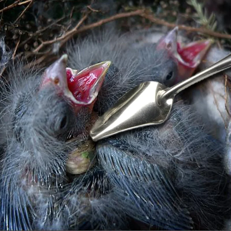 Sheens Alimentador de Aves de Loro de Acero Inoxidable Pincho Alimentador de Juguete Tenedor de palitos de Carne Vegetal Pinz/ón Canario Columpio Juguetes Jaula Forraje Juguete Herramienta S