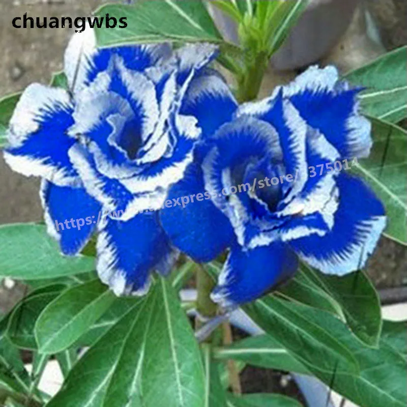 2 pcs True Adenium Obesum Blue with White Side Desert Rose Flower Plant Bonsai for home garden
2 pcs True Adenium Obesum Blue with White Side Desert Rose Flower Plant Bonsai for home garden