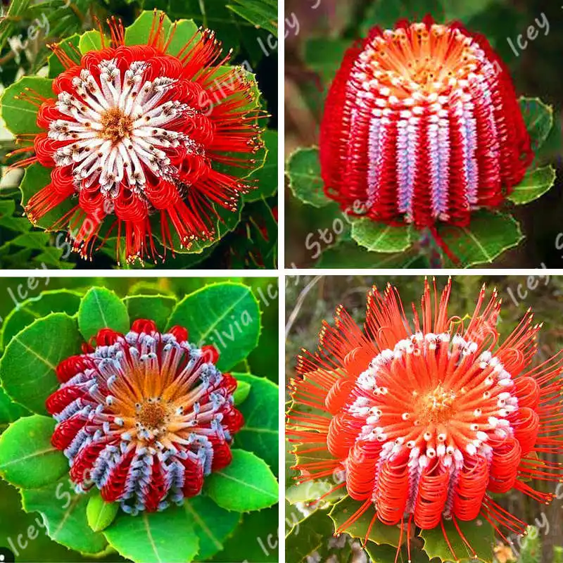 30Pcs/Bag banksia Bonsai Plant Perennial Woody Plant Flower Tree Home Garden Potted Planting Decoration
30Pcs/Bag banksia Bonsai Plant Perennial Woody Plant Flower Tree Home Garden Potted Planting Decoration