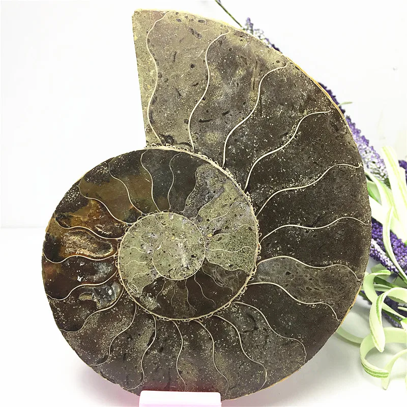 326g Snail ammonite fossils minerals from Morocco to multicolor fire base
326g Snail ammonite fossils minerals from Morocco to multicolor fire base